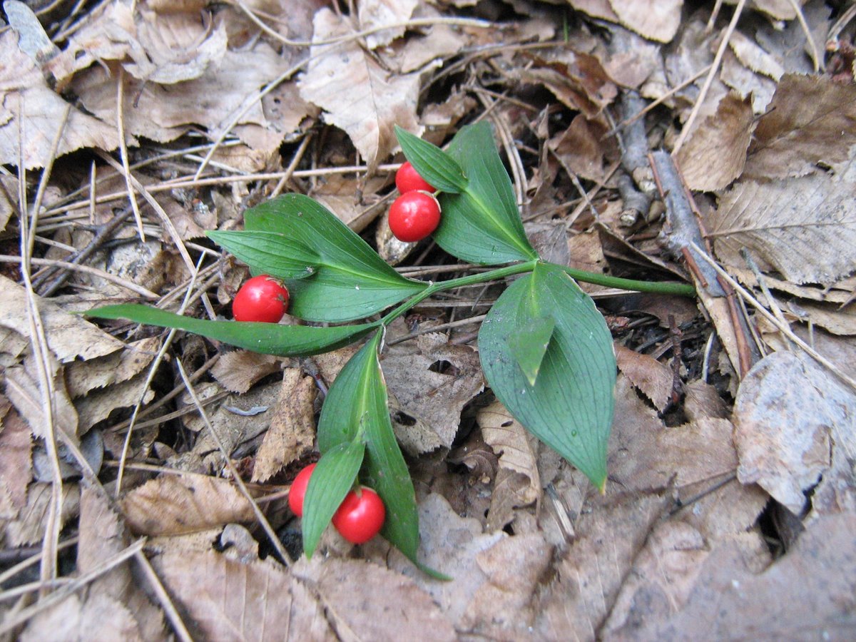 Изображение особи Ruscus hypoglossum.