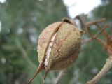 Paulownia tomentosa. Вскрывшийся зрелый плод с семенами. Крым, Ялта, в культуре. 2 февраля 2012 г.