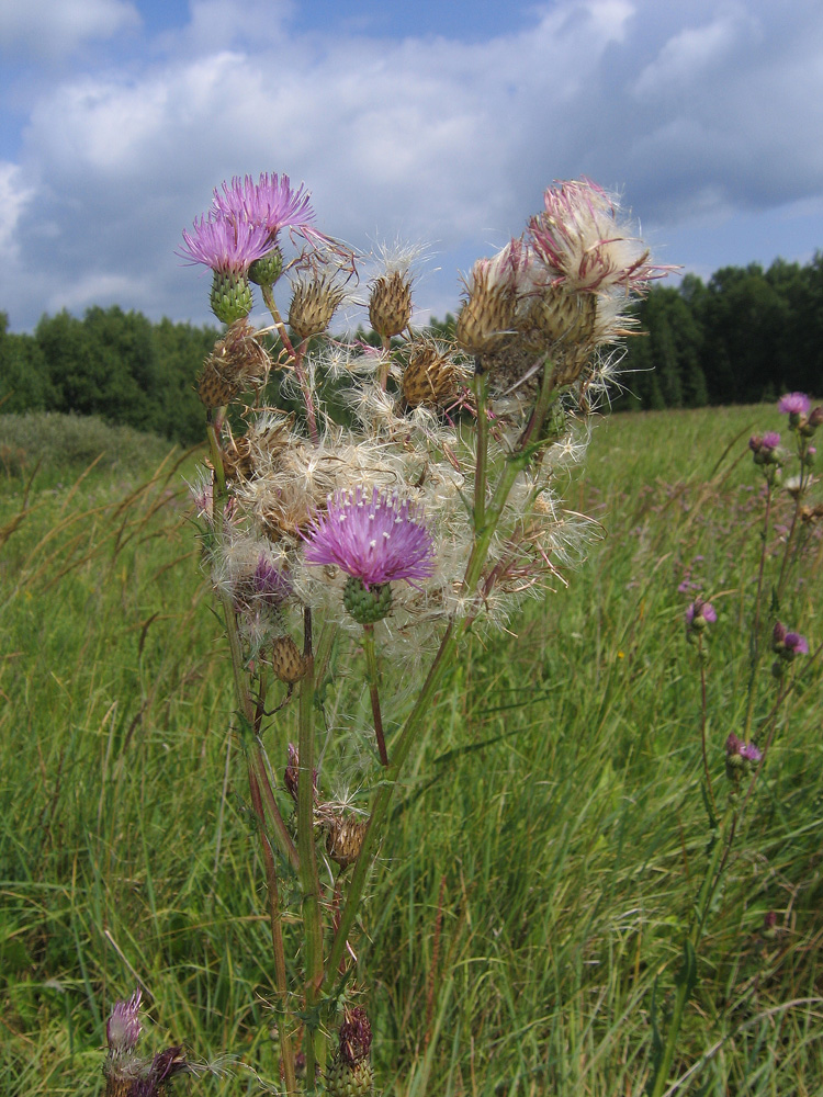 Изображение особи Cirsium palustre.