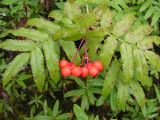 Sorbus sambucifolia. Ветвь со зрелыми плодами. Хабаровский край, Ванинский р-н, долина р. Тумнин. 06.08.2010.