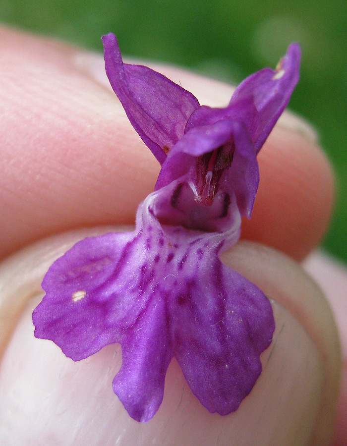 Image of Dactylorhiza majalis specimen.