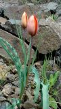 Tulipa florenskyi