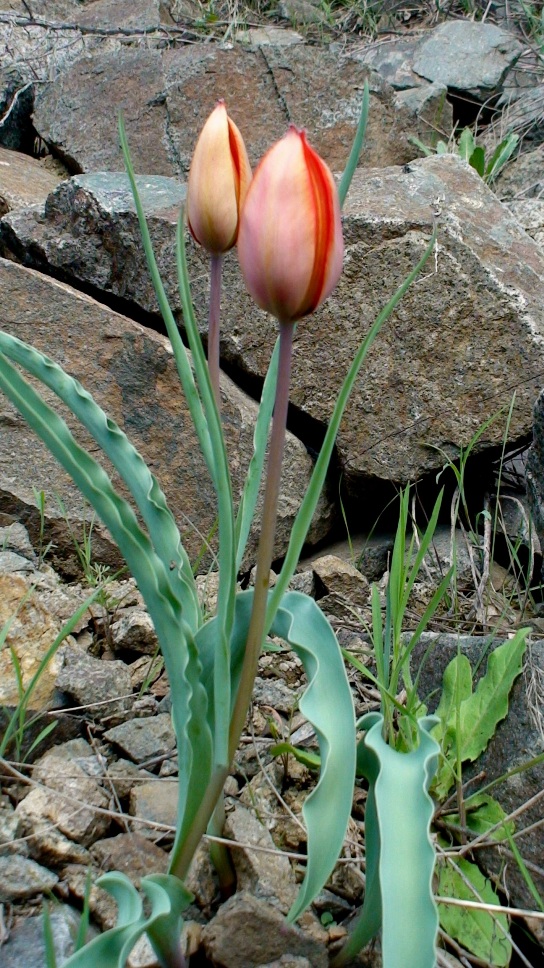 Изображение особи Tulipa florenskyi.