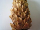 Picea ajanensis