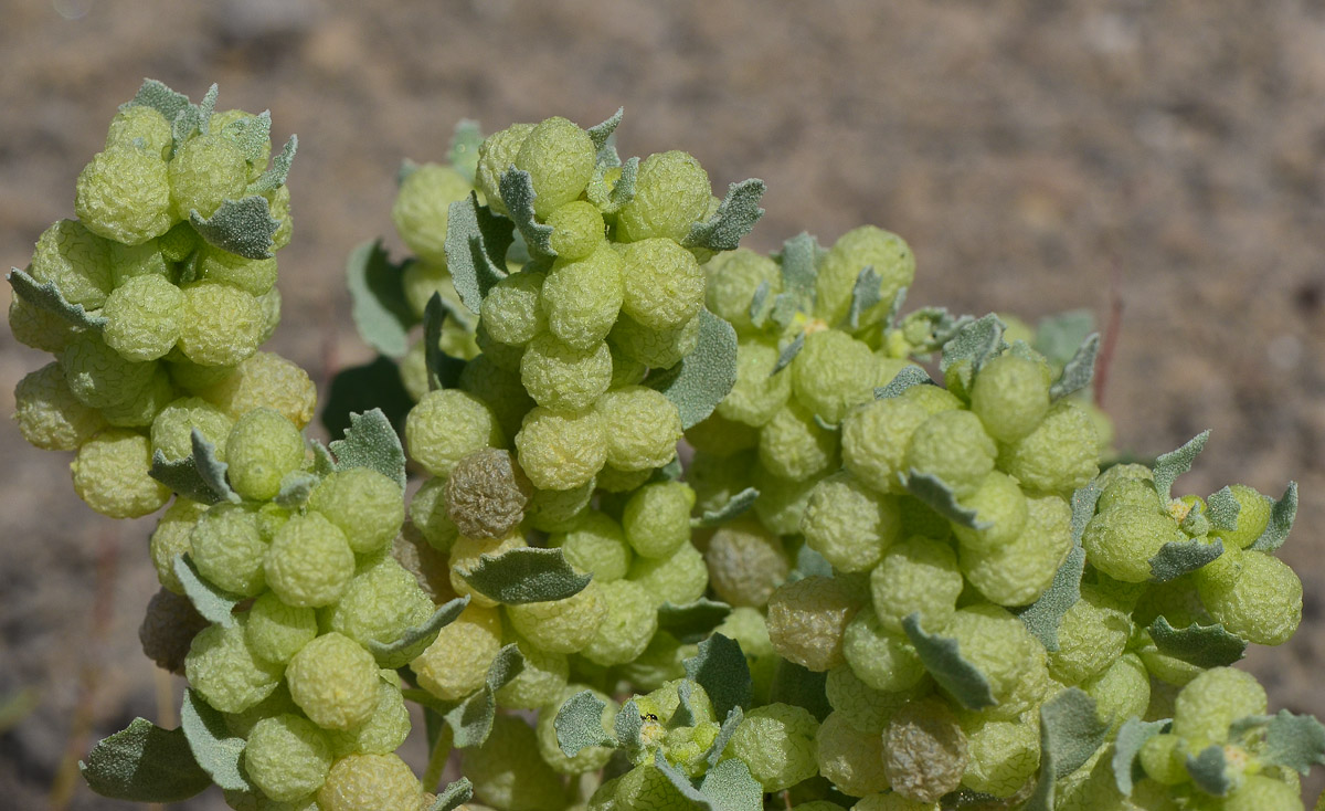 Image of Atriplex holocarpa specimen.