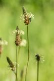 Plantago lanceolata. Соцветия. Ростов-на-Дону, луг в ботсаду. 10.05.2012.