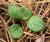 Pyrola chlorantha. Розетка листьев. Крым, южный берег, окр. Алупки, сосновый лес. 2 июня 2012 г.