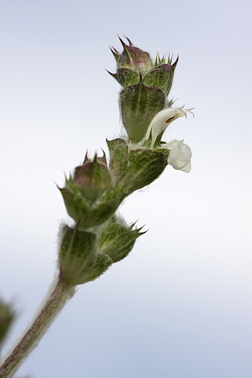 Изображение особи Salvia aethiopis.