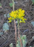 Sedum reflexum. Верхушка побега с соцветием. Крым, окр. г. Ялта, промзона, обочина дороги. 23 июня 2012 г.