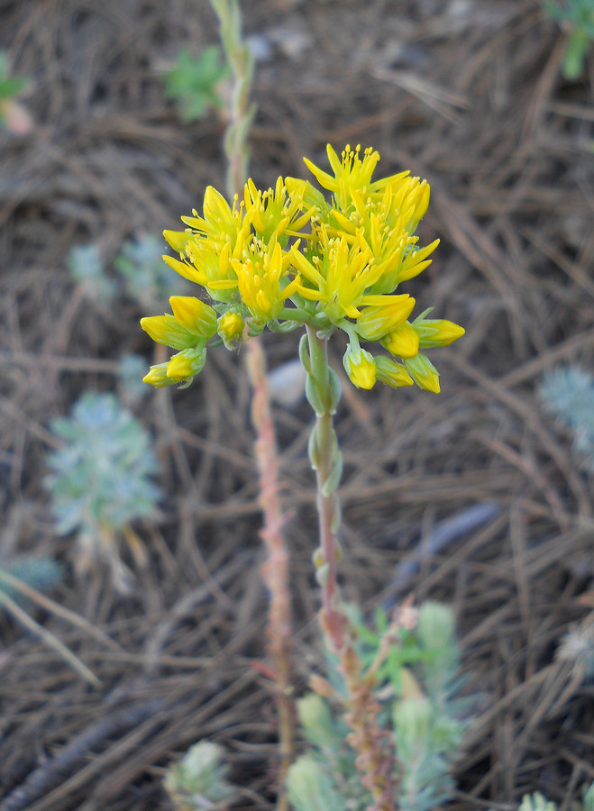 Изображение особи Sedum reflexum.
