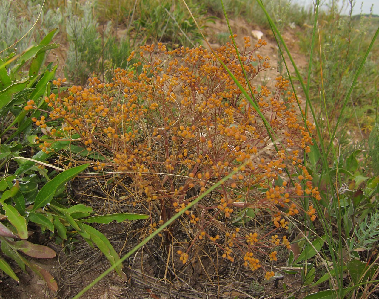 Image of Trinia muricata specimen.