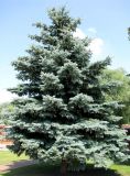 Picea pungens форма glauca. Дерево с шишками. Беларусь, г. Брест, мемориальный комплекс «Брестская крепость-герой». 30.06.2012.