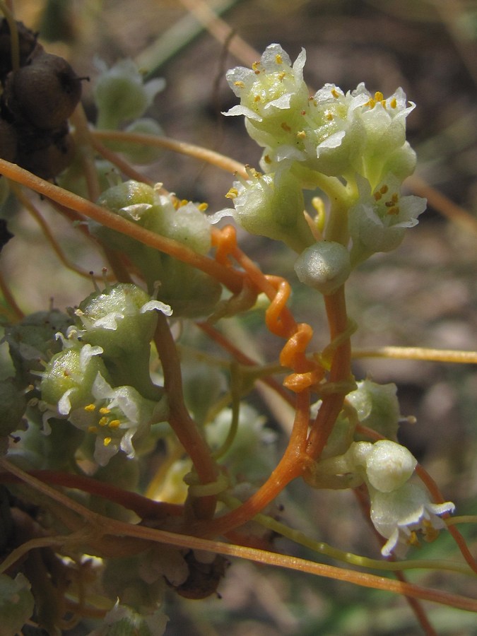 Image of Cuscuta campestris specimen.