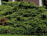 Juniperus × pfitzeriana