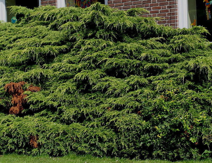 Image of Juniperus × pfitzeriana specimen.