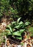 Epipactis atrorubens. Плодоносящие растения. Испания, автономия Арагон, провинция Уэска, горный массив Пиренеи, долина Бухаруэло (Valle de Bujaruelo), склон пика Себольяр, прогал в сосновом поясе. 1500 м н.у.м. 18 августа 2012 г.