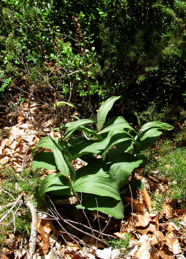 Image of Epipactis atrorubens specimen.