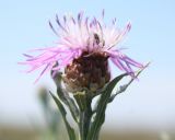 Centaurea jacea подвид substituta. Верхушка побега с соцветием-корзинкой. Днепропетровская обл., Павлоградский р-н, окр. с. Булаховка, степь. 05.07.2012.