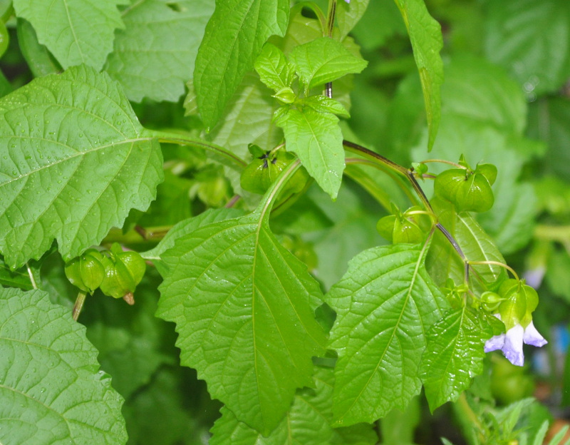 Image of Nicandra physalodes specimen.