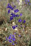 Delphinium longipedunculatum. Соцветие. Южный Казахстан, нижний Боролдай, лощина Акжар. 04.06.2012.