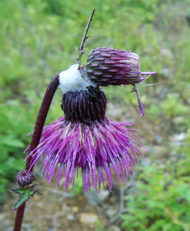 Image of Cirsium schantarense specimen.