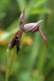 Serapias lingua