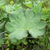 Alchemilla leiophylla. Лист. Свердловская обл., городской округ Верхняя Пышма, окр. с. Мостовское, разнотравная обочина дороги. 11.06.2012.