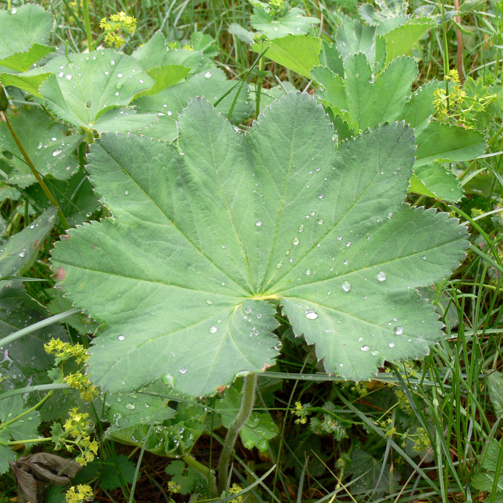 Изображение особи Alchemilla leiophylla.