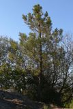 Pinus pinea. Взрослое дерево. Португалия, округ Гуарда, муниципалитет Селорику-да-Бейра, район Ратоейра. 17.07.2012.