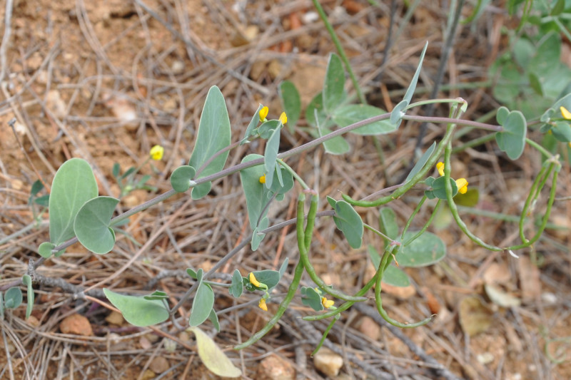 Изображение особи Coronilla scorpioides.