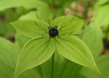 Image of taxon representative. Author is Андрей Барышенко