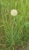 Tragopogon subspecies major