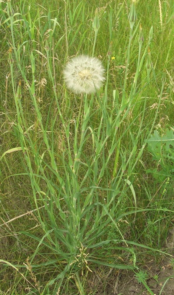 Изображение особи Tragopogon dubius ssp. major.