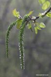 Populus tremula