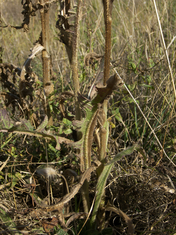 Изображение особи Dipsacus laciniatus.