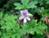 Pelargonium graveolens. Цветок и листья. Монако, Монако-Вилль, сады Сен-Мартен. 19.06.2012.