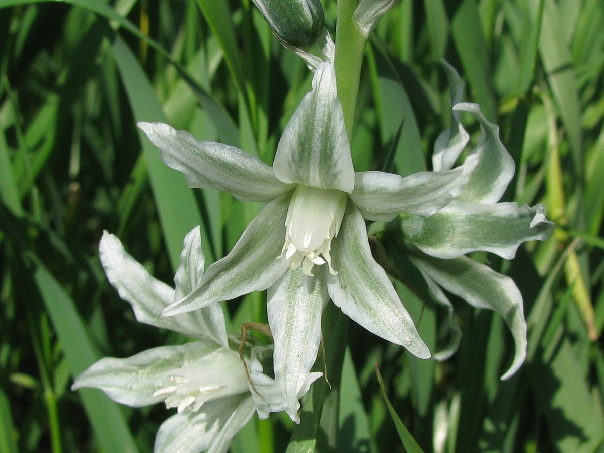 Изображение особи Ornithogalum boucheanum.