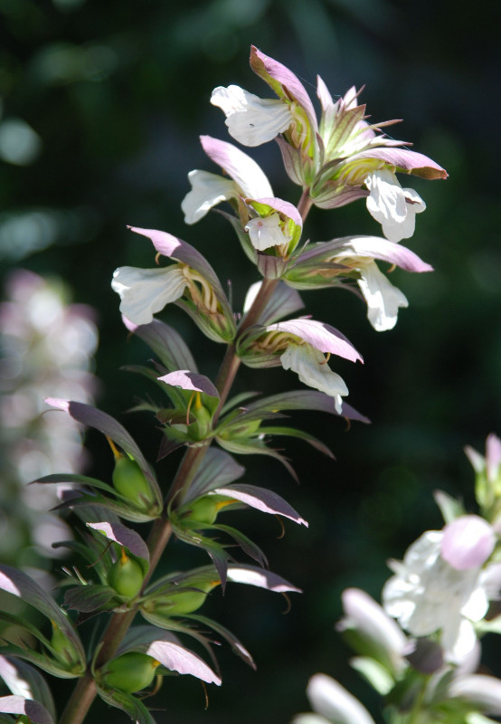 Image of Acanthus mollis specimen.