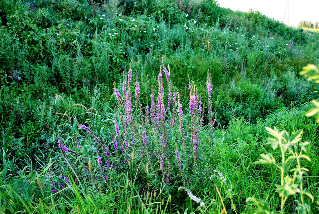 Image of Lythrum salicaria specimen.