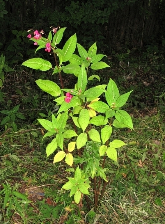 Изображение особи Impatiens glandulifera.