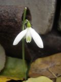 Galanthus peshmenii