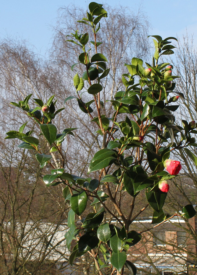 Image of Camellia japonica specimen.