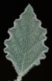 Chrozophora hierosolymitana