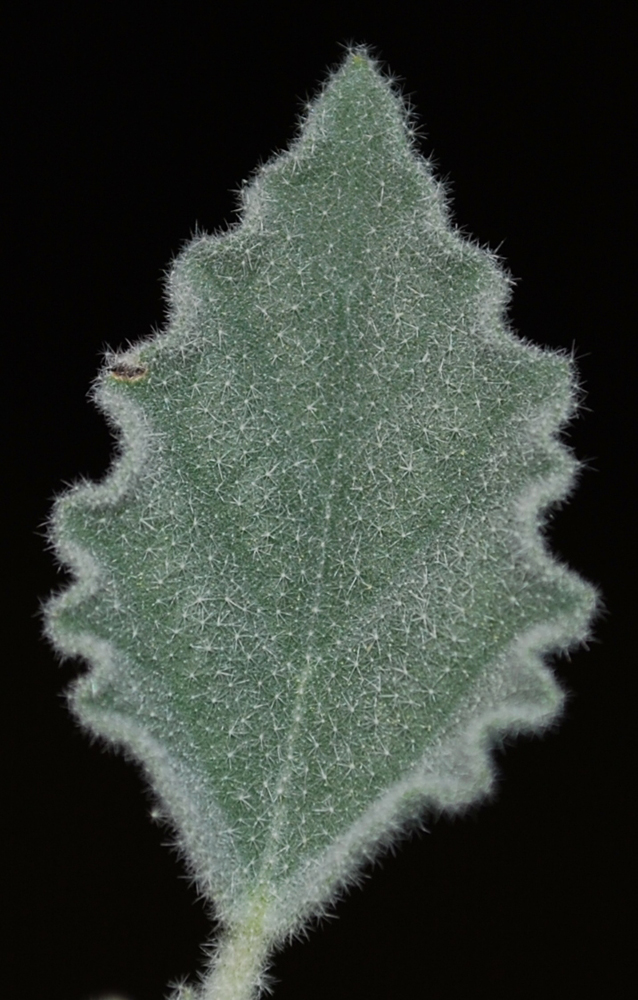Изображение особи Chrozophora hierosolymitana.