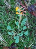 Corydalis sewerzowii