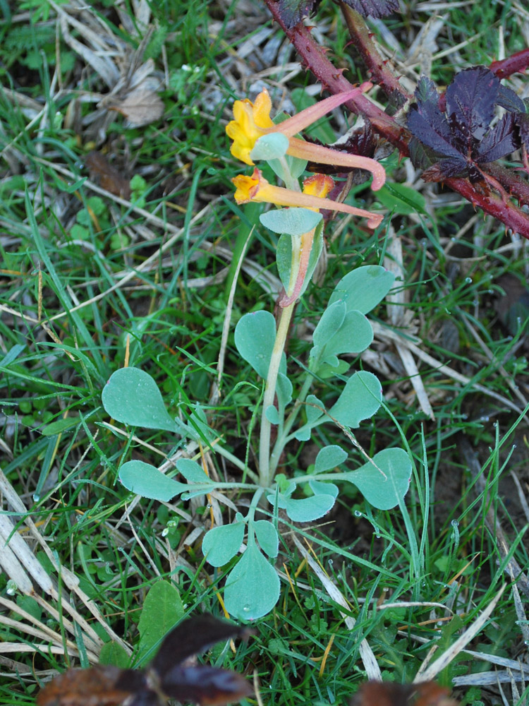 Image of Corydalis sewerzowii specimen.