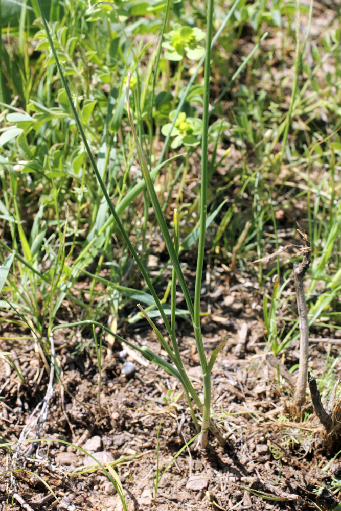 Изображение особи Allium longiradiatum.