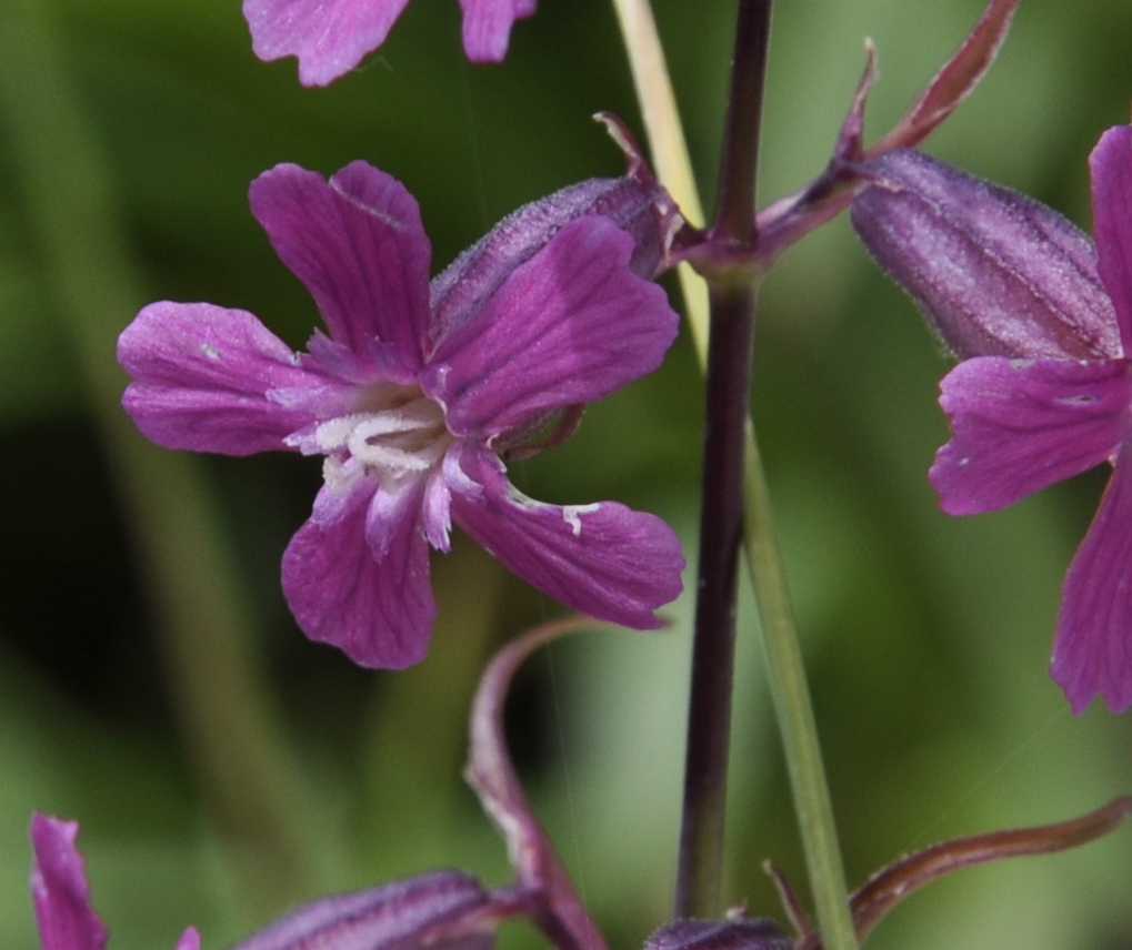 Image of Viscaria atropurpurea specimen.