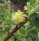 Salix aurita. Часть веточки с мужским соцветием. Московская обл., Лотошинский р-н, окр. дер. Савостино. 23.05.2013.