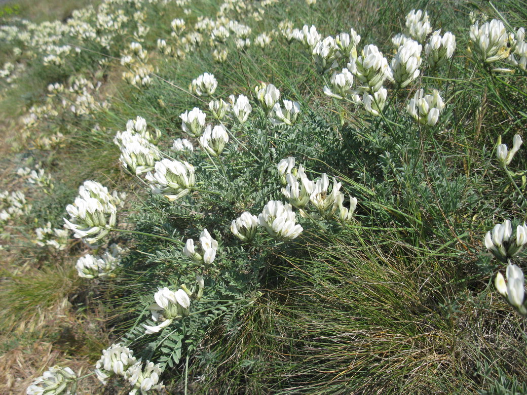 Изображение особи Astragalus glaucus.